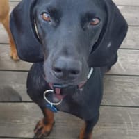 Guillermo - Bracken Mix sucht Familie, Hund zur Adoption
