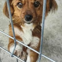 Clementine, süßes Zwerglein, Hündin zur Adoption