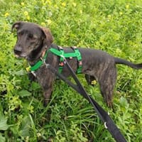 Mia sucht ihre Menschen, Hündin zur Adoption
