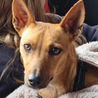 Ginger - schüchtern und verschmust, Hündin zur Adoption