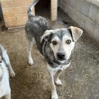 Baileytreuer Freund mit Schmusegarantie, Hund zur Adoption