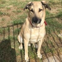 Balu- su. hundeerfahrene Menschen Video, Hund zur Adoption