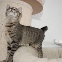 Asia sucht ihr Zuhause, Katze zur Adoption