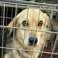 HILDE 2 braucht dringend unsere Hilfe, Hündin zur Adoption