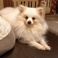 Snowy in 27478 Cuxhaven #, Hund zur Adoption