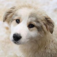 Kim ist eine ganz liebe und süße Hündin!, Hündin zur Adoption