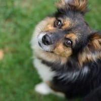 Wer schenkt Luca ein Zuhause?, Hund zur Adoption