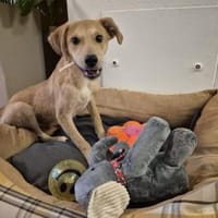 Pasqualino 🍀🍀🍀 ist ein kleiner Knirps, Hund zur Adoption