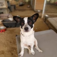 Monty, Hund zur Adoption