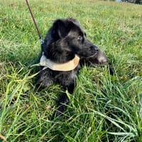 Elli  Traumhund für Herzmenschen, Hündin zur Adoption