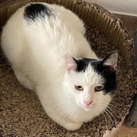 Inky - DRINGEND, Kater zur Adoption
