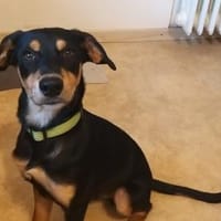 Branco möchte glücklich werden, Hund zur Adoption