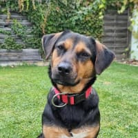 Juna - Zauberhafte Süßmaus, Hündin zur Adoption