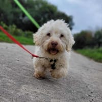 Curly ist eine süße Knuddelmaus 🐾, Hündin zur Adoption