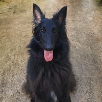 TULAN, chien à adopter