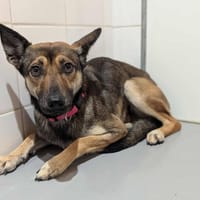 MAYA, chienne à adopter
