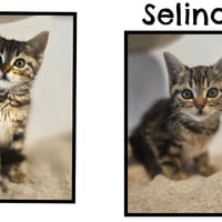 Selina (Réservée), chatte à adopter