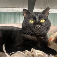 NIGHT, chat à adopter
