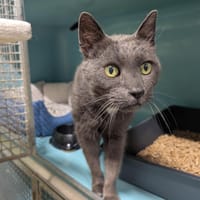 ZINC A17219, chatte à adopter