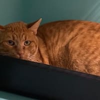 Tristou, chat à adopter
