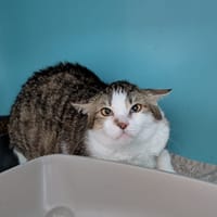 WAZA, chatte à adopter