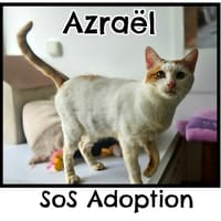 AZRAEL, chat à adopter