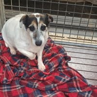MAUSI pas icad, chienne à adopter