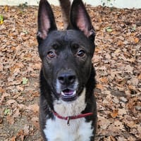 PACO, chien à adopter