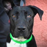 IKE, chien à adopter