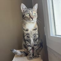 MOUMOUNE, chatte à adopter