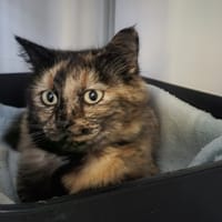 Lumia, chatte à adopter