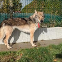 LARKHOS, chien à adopter