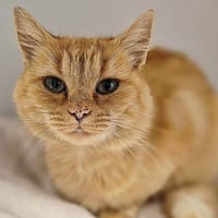 Mandarine, chatte à adopter