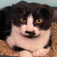 Gilette, chatte à adopter