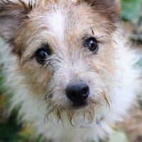 SKY, chien à adopter