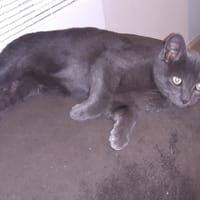 MICKEY, chat à adopter