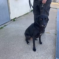 GIWEN, chienne à adopter
