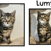 LUMY (Réservée), chatte à adopter