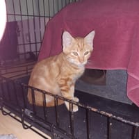 KIKI, chatte à adopter