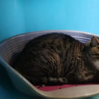 HYPNOMADE minouche, chat à adopter