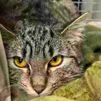 SNOW, chatte à adopter