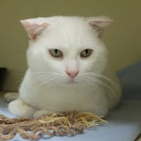 FRANCK PAB28054, chat à adopter