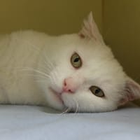 FRANK PAB28054, chat à adopter