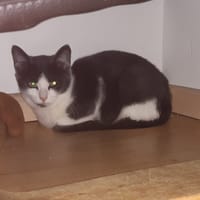MINNIE, chatte à adopter