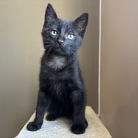 Kirby, chat à adopter