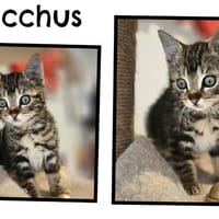 BACCHUS (Réservé), chat à adopter