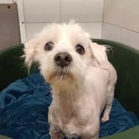 OLAF, chien à adopter