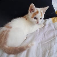 ALCATRAZ, chat à adopter
