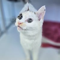 Nougatine, chatte à adopter