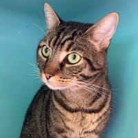 Dior, chat à adopter
